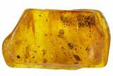 Detailed Fossil Flies, Wasp & Oak Flower In Baltic Amber #120653-6